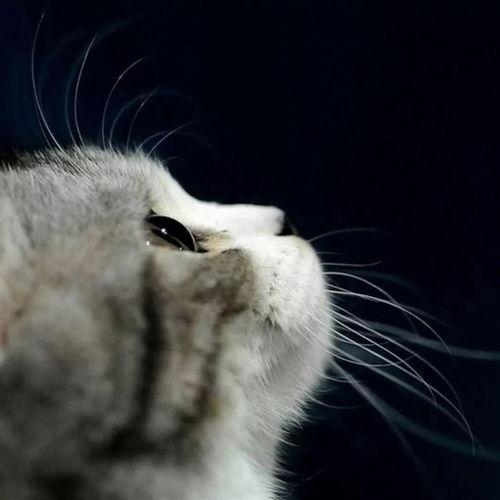 娱乐吃瓜君猫爷